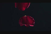 Load and play video in Gallery viewer, Shadow Daddy
